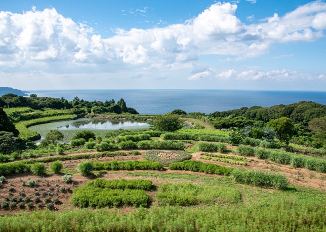 棚田の花段