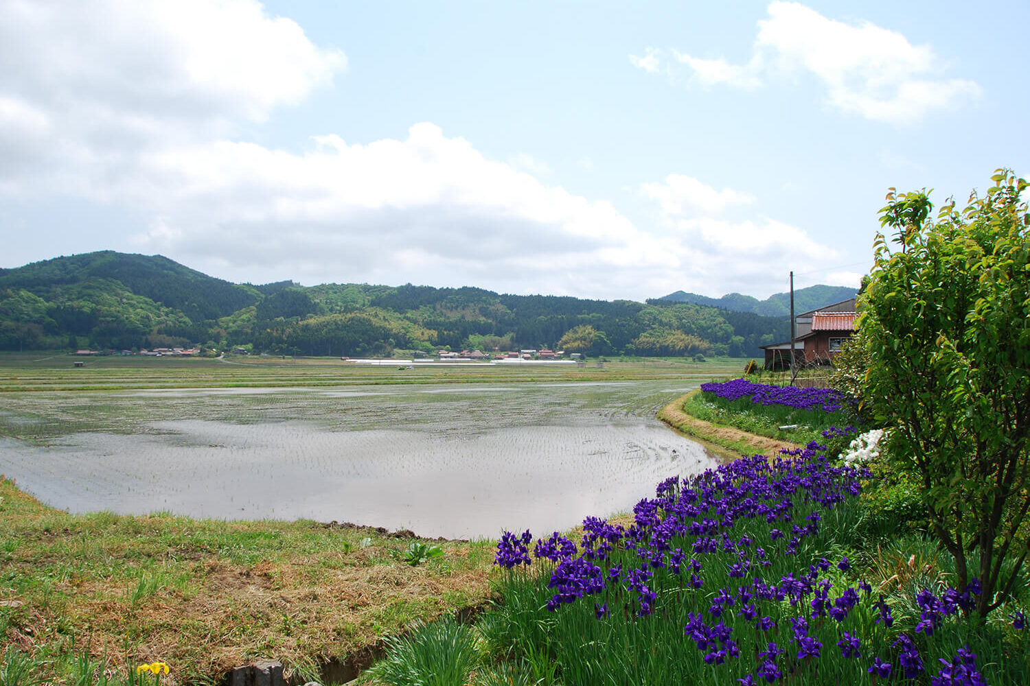 宇生賀盆地（埋れ木・神代杉）