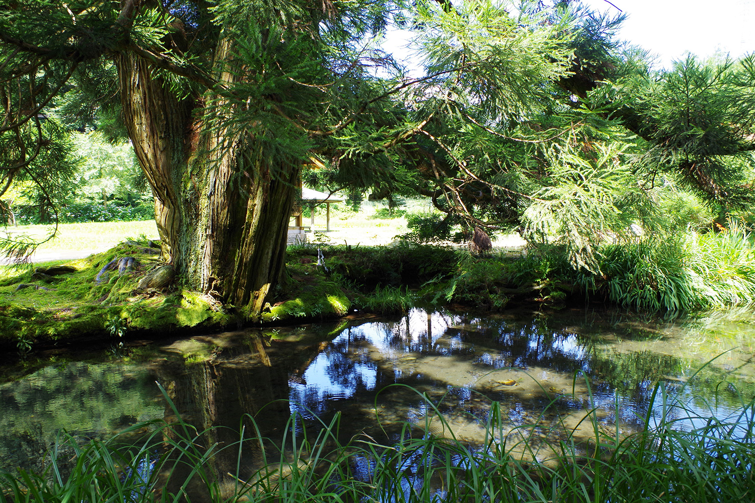 水源公園・一本杉