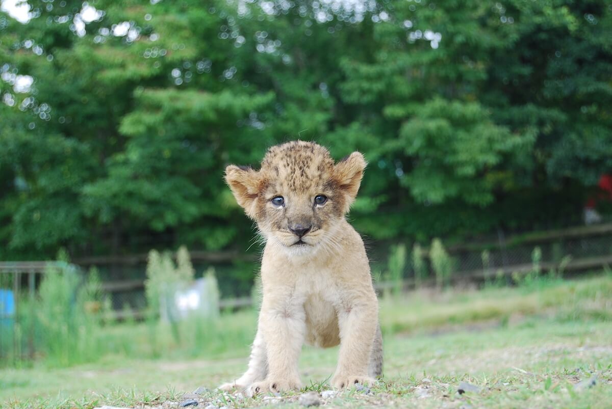 秋吉台自然動物公園サファリランド