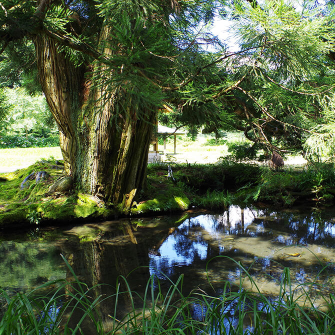 水源公園・一本杉